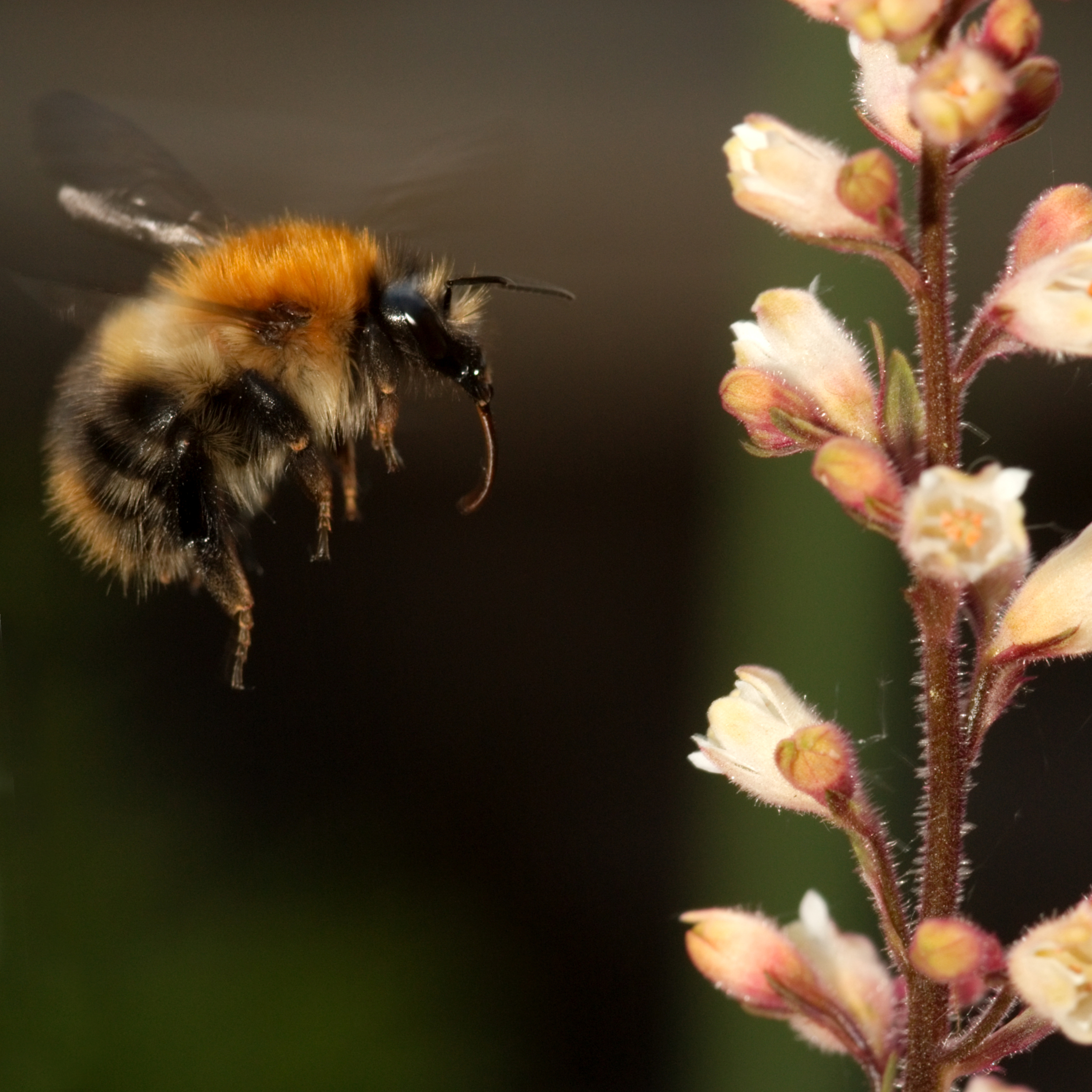 Bumble Bee