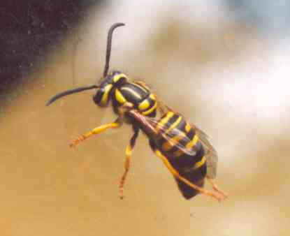 Yellow Jacket